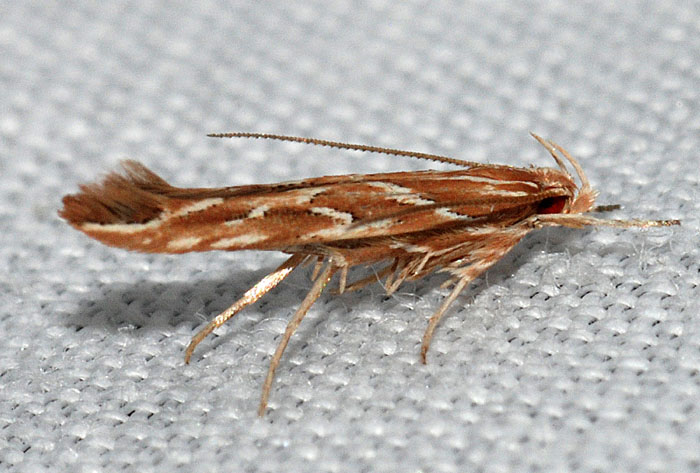 Cosmopterigidae